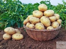Как ухаживать за картофелем: Рекомендации