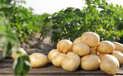 Как правильно ухаживать за картофелем