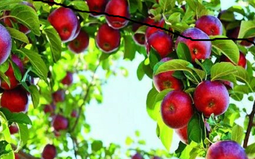 Как правильно посадить яблоню