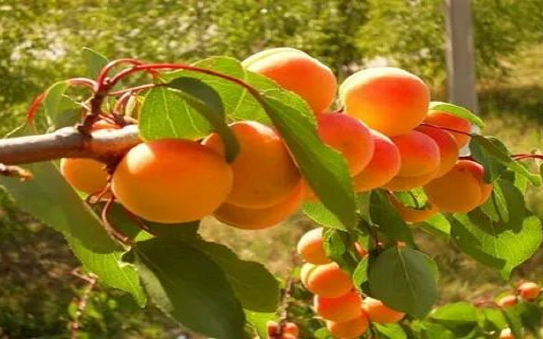Как ухаживать за абрикосами