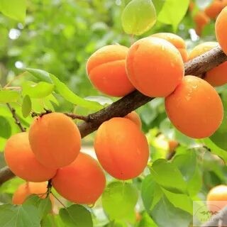 советы как ухаживать за абрикосами